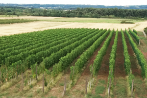 vinarija-trilogija-srbija-vina-2